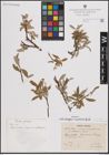 Foto von Salix eleagnos Scop. x Salix pyrenaica Gouan